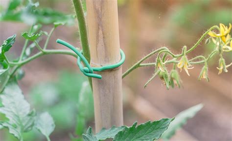 reasons for staking plants|How to Stake Plants: Tips and Guidelines .